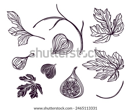 Figs set. Twigs, fruits, leaves. Vector illustration in graphic style. Cards, invitations, food and cosmetic labels, covers, menus, banners, posters.