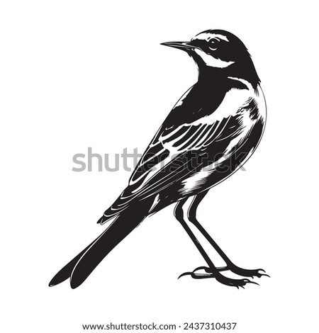 Wagtail bird Image Vector, design, art