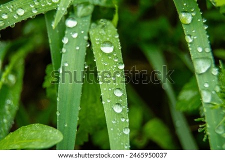 Image, Stock Photo Water drops on a blade of grass