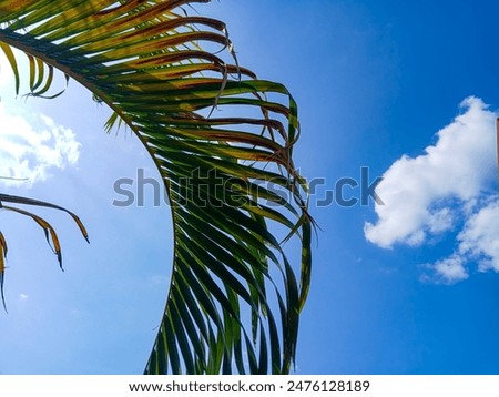 Similar – Foto Bild Badestelle ast baum berlin