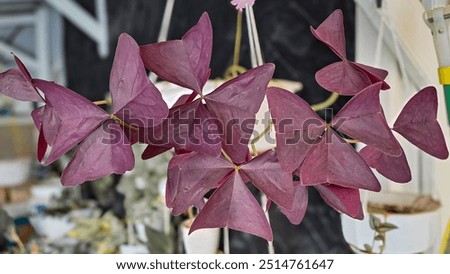 Similar – Image, Stock Photo Shamrock after the summer rain