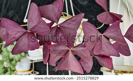 Image, Stock Photo Shamrock after the summer rain