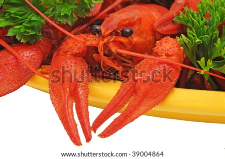 Boiled crayfishes on a dish with parsley and dill