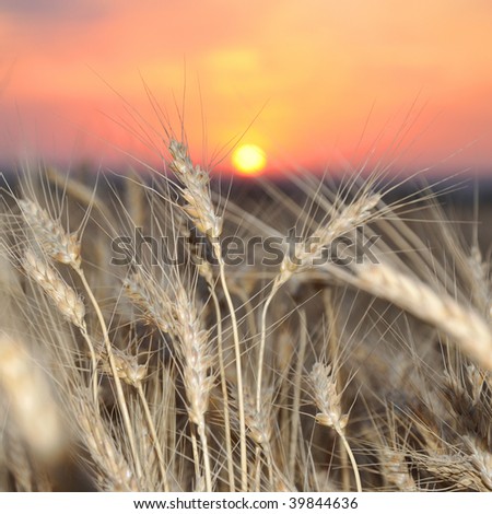 Wheat crop in the field on a sunset