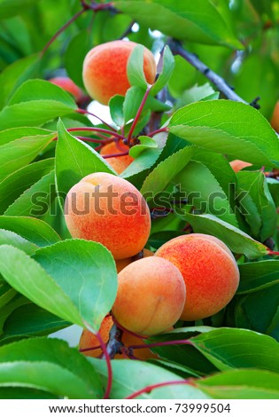 Ripe apricots grow on a branch among green leaves