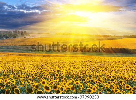 Similar – Image, Stock Photo Sunflower field at sunset