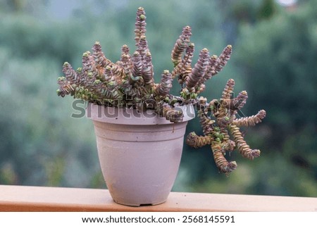 Similar – Image, Stock Photo decorative plant with unusual leaves