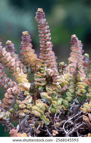 Similar – Image, Stock Photo decorative plant with unusual leaves