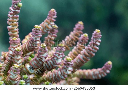 Similar – Image, Stock Photo decorative plant with unusual leaves