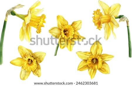Similar – Image, Stock Photo Yellow daffodil flower on white background