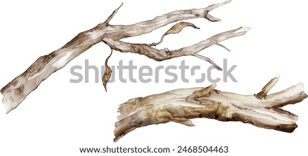 Watercolor dry tree branches set closeup isolated on white background. Hand painting on paper	