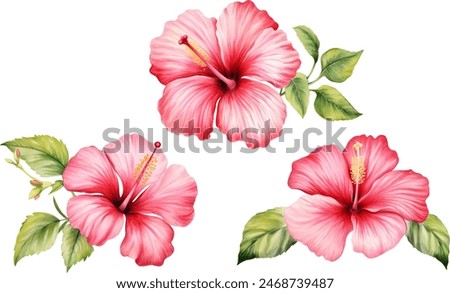 Hibiscus set, isolated white background, watercolor illustration, Red flower