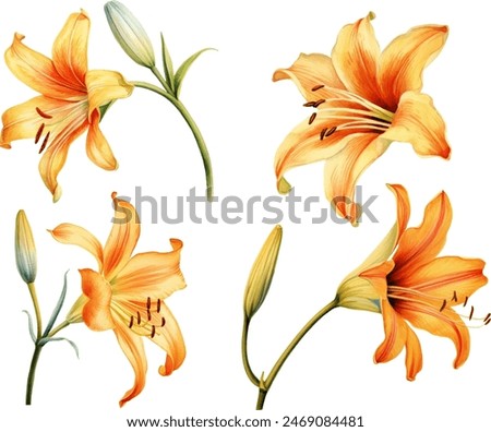 Image, Stock Photo Yellow flowers of Daylily also known as Hemerocallis sp.