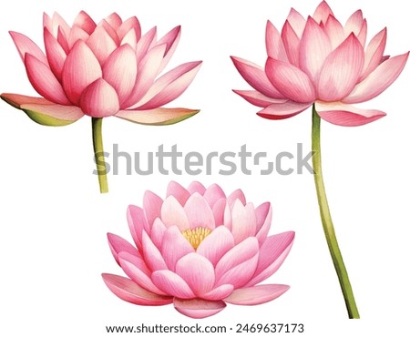 Pink lotus flower, watercolor vector illustration, hand drawing