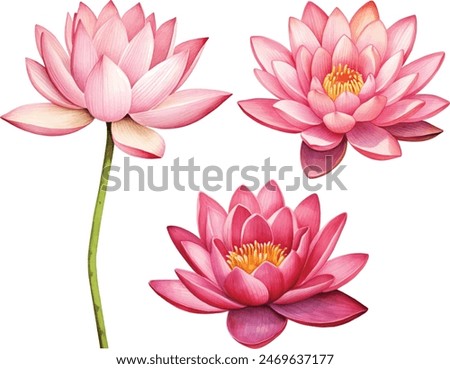 Pink lotus flower, watercolor vector illustration, hand drawing