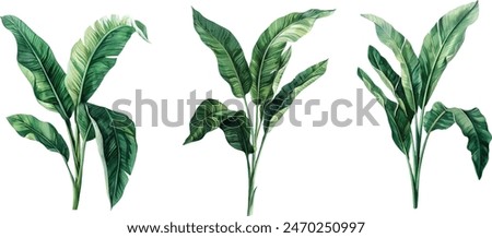 banana palms and palm leaves on isolated white background, watercolor illustration. Jungle design elements