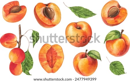 Peach fruit watercolor isolated on white background