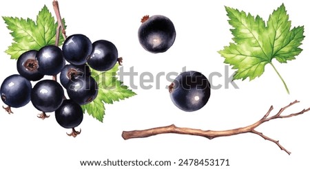 Watercolor black currant isolated on white background, watercolor illustration Black currant on the branch. Watercolor painting on white background.vector