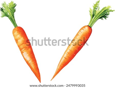 carrot vector illustration in watercolour style