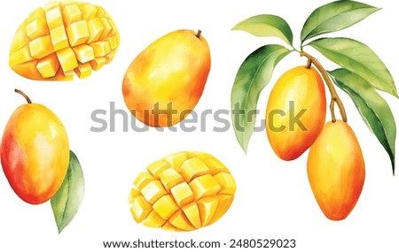 Watercolor vector illustrations of mango, whole and sliced with leaf and paint smudges and splashes.