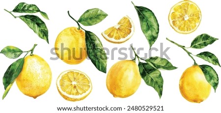 watercolor illustrations of lemons. Hand painted ripe lemon branches with green leaves on a white background for your design.