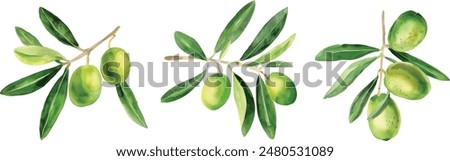 olive watercolor drawing organic vegetable garden plant