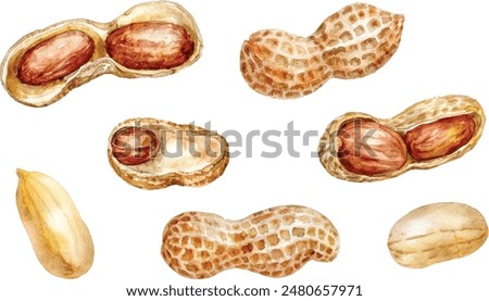 Hand drawn watercolor painting of peanut isolated on white background. Illustration of nut for your design