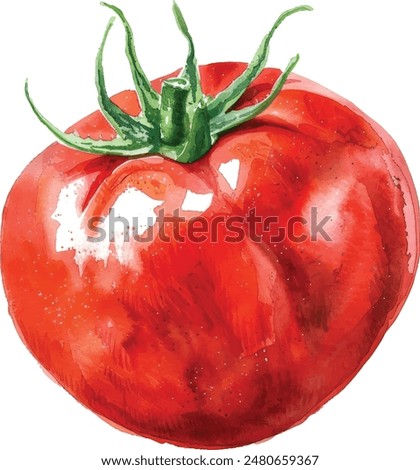 Watercolor vegetables tomato isolated on white background