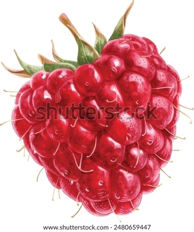 Hand drawn watercolor painting raspberry on white background. Vector illustration of berries