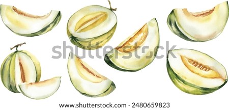 Melon watercolor illustration. Melon slice, melon cut, cantaloupe whole isolated on white background