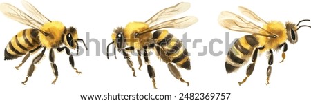 Hand drawn watercolor illustration. Three black and yellow bees are circling with their wings spread. Set of decorative element isolated on white background.