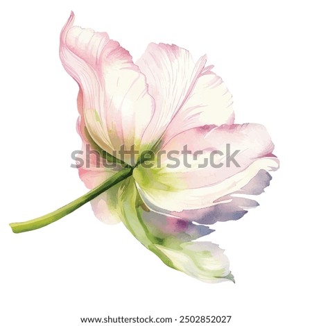 Pink tulip flower watercolor vector illustration