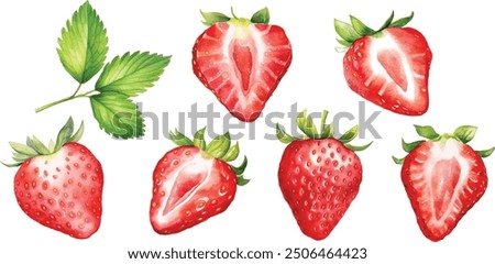 Fresh strawberry watercolor fruit hand painted. Vegetable red fruit summer isolated on white background. Red berry fruit  vector illustration