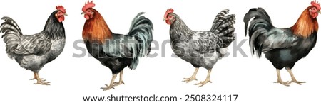 Chicken family set watercolor graphics. White hen, brown hen, red hen and rooster clipart. Illustration for packing organic chicken eggs or farm local chicken meat.