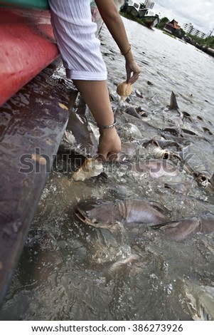 catfish feeding frenzy chao phraya river canal bangkok thailand Stock fotó © 