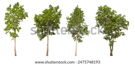 Similar – Image, Stock Photo green tree leaves in springtime, green background