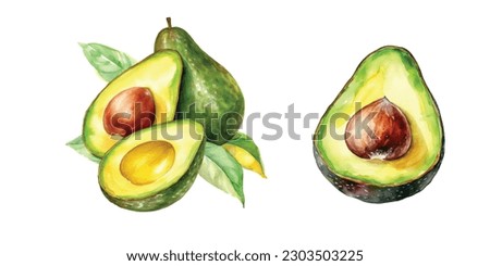 Avocado. Hand drawn watercolor painting. Vector illustration. Watercolor avocado cut whole fruit. Vector