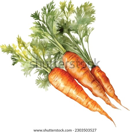 Watercolor vector vegetables set: carrot on white.  Set of bunch ripe carrots. Watercolor bright hand-drawn illustration isolated on the white background.