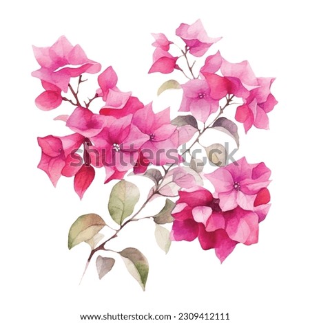 Watercolor hand drawn pink bougainvillea flower. Can be used as print, postcard, package design, invitation, greeting card, textile, stickers.