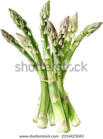 Asparagus hand drawn watercolor painting isolated on white background