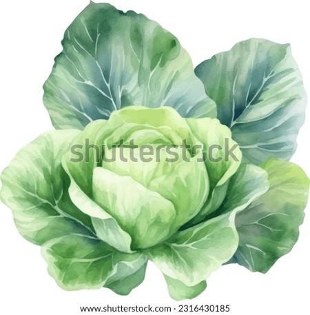 Cabbage watercolor illustration. Hand drawn underwater element design. Artistic vector marine design element. Illustration for greeting cards, printing and other design projects.