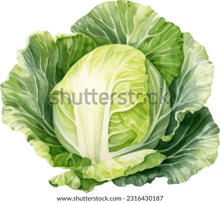 Cabbage watercolor illustration. Hand drawn underwater element design. Artistic vector marine design element. Illustration for greeting cards, printing and other design projects.