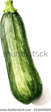 zucchini watercolor illustration. Hand drawn underwater element design. Artistic vector marine design element. Illustration for greeting cards, printing and other design projects.