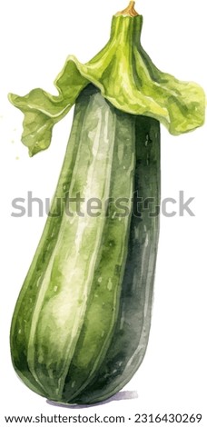 zucchini watercolor illustration. Hand drawn underwater element design. Artistic vector marine design element. Illustration for greeting cards, printing and other design projects.