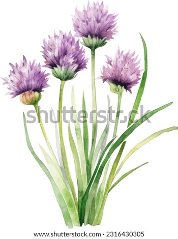 Chives watercolor illustration. Hand drawn underwater element design. Artistic vector marine design element. Illustration for greeting cards, printing and other design projects.