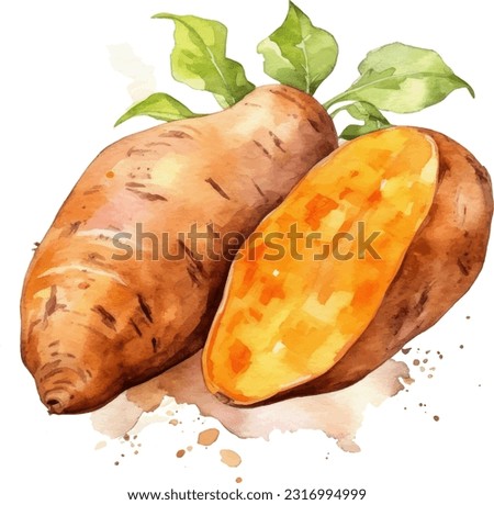 Sweet potato watercolor illustration. Hand drawn underwater element design. Artistic vector marine design element. Illustration for greeting cards, printing and other design projects.