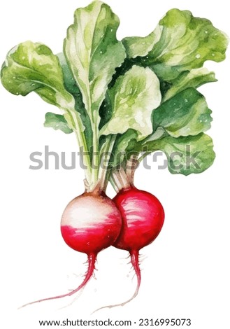 Radish watercolor illustration. Hand drawn underwater element design. Artistic vector marine design element. Illustration for greeting cards, printing and other design projects.