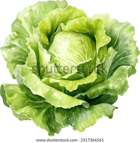 Lettuce watercolor illustration. Hand drawn underwater element design. Artistic vector marine design element. Illustration for greeting cards, printing and other design projects.