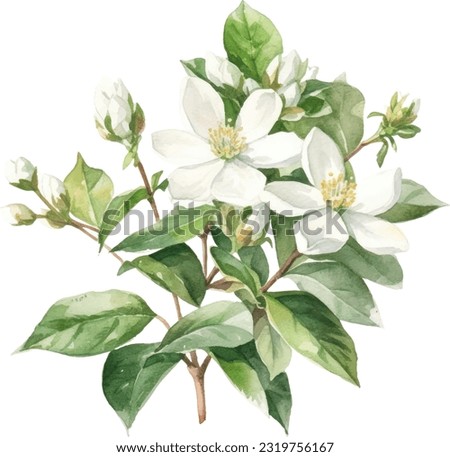 Asiatic Jasmine Watercolor illustration. Hand drawn underwater element design. Artistic vector marine design element. Illustration for greeting cards, printing and other design projects.