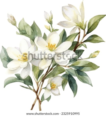 Night Flowering Jasmine flower Watercolor illustration. Hand drawn underwater element design. Artistic vector marine design element. Illustration for greeting cards, printing and other design projects